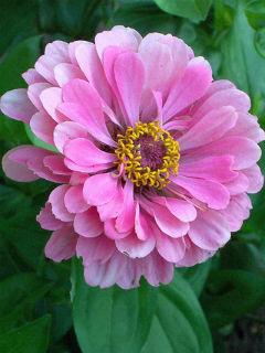 Zinnia