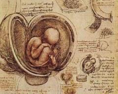 IL CODICE WINDSOR E LEONARDO da VINCI: La prova artistica della sensatezza della vita umana