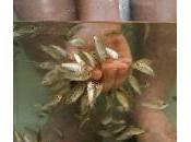 Fish pedicure solarium abusivi Veneto: centri estetici sequestrati