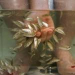 Fish pedicure e solarium abusivi in Veneto: centri estetici sequestrati