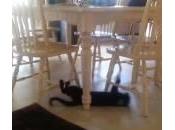 gatto sedie come scivolo (Video)