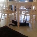 Il gatto usa le sedie come scivolo (Video)