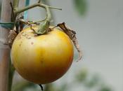 Pomodoro giallo