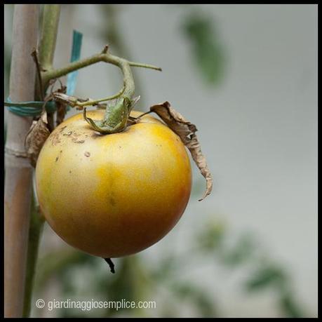 pomodoro giallo