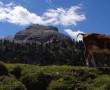 Rifugio Fodara Vedla