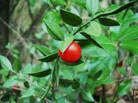 rimedi naturali pianta ruscus vene varicose