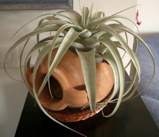 Tillandsia la pianta purifica ambiente per inquinamento