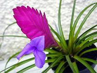 combattere inquinamento con pianta Tillandsia