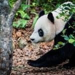 I due panda compiono gli anni e festeggiano con la torta di bamboo06