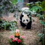 I due panda compiono gli anni e festeggiano con la torta di bamboo02