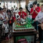 I due panda compiono gli anni e festeggiano con la torta di bamboo (foto)