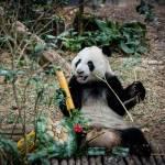 I due panda compiono gli anni e festeggiano con la torta di bamboo03