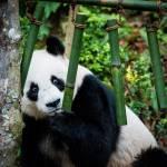 I due panda compiono gli anni e festeggiano con la torta di bamboo04