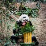 I due panda compiono gli anni e festeggiano con la torta di bamboo01