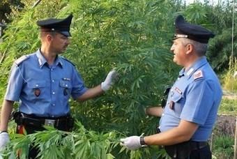 Coltivano Marijuana,presi madre e figlio