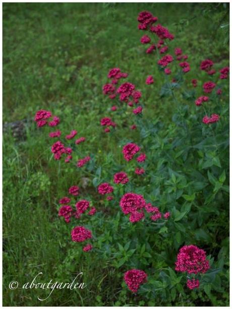 Centranto rosso