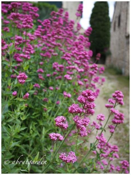 centranto rosa