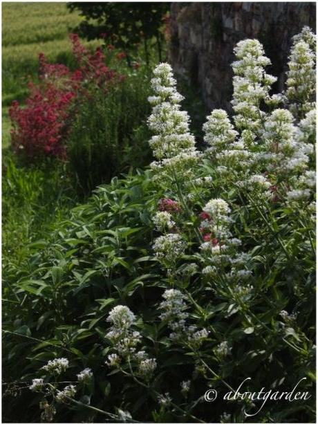 Centranthus albus