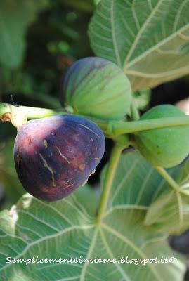 Il mio giardino in agosto