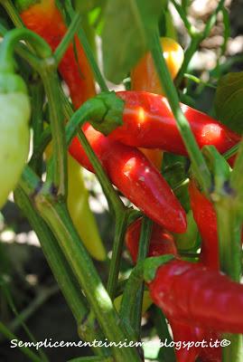 Il mio giardino in agosto