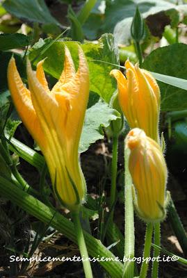 Il mio giardino in agosto