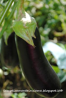 Il mio giardino in agosto