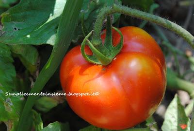 Il mio giardino in agosto