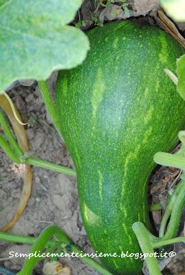 Il mio giardino in agosto