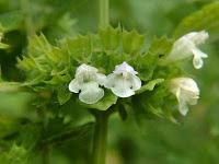 melissa pianta officinale contro nausea