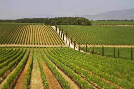 Vigneti, Montepulciano - Toscana, Italy