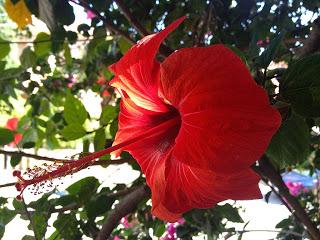 Cala Gonone: raduno auto d'epoca - 7 settembre 2013