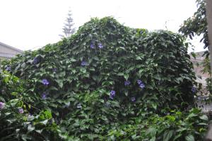 thunbergia sotto la pioggia