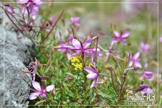 Rifugio Andolla: Sotto il sole e sotto la pioggia.