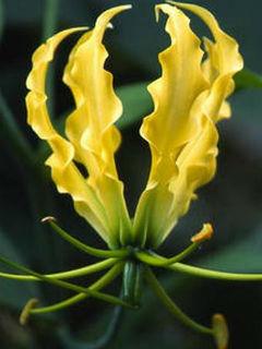 Gloriosa Lutea