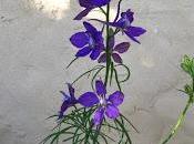 Enagra speronella, specie agratesi