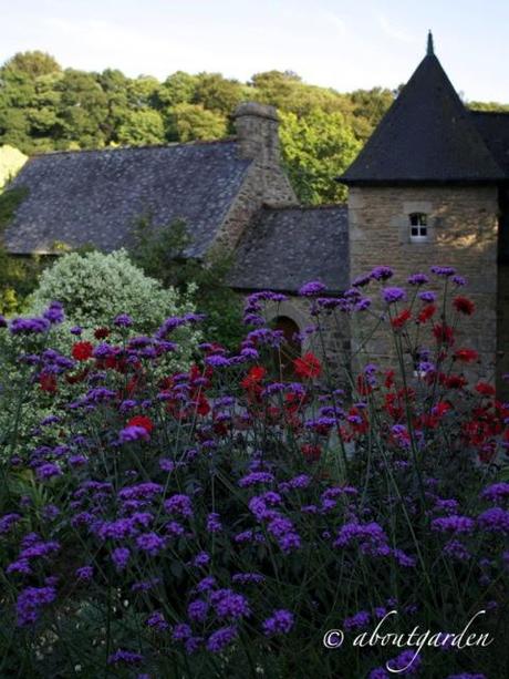 Verbena bonariensis