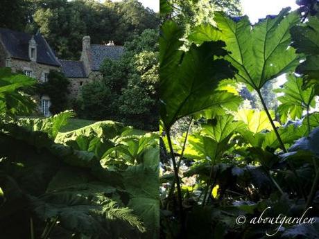 Gunnera manicata