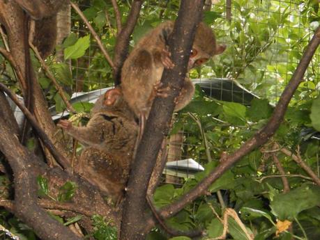 Viaggi in Indonesia: gli animali in Bitung