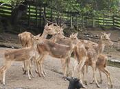 Viaggi Indonesia: animali Bitung