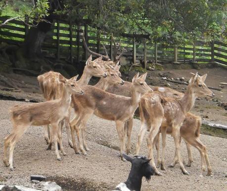 Viaggi in Indonesia: gli animali in Bitung