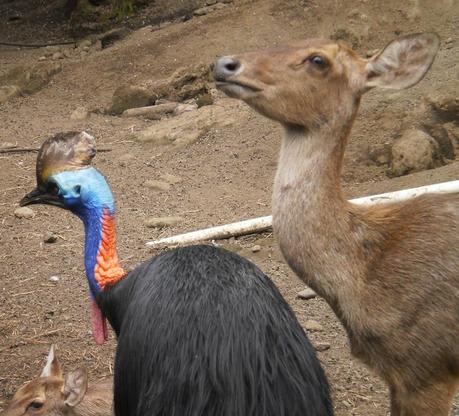 Viaggi in Indonesia: gli animali in Bitung