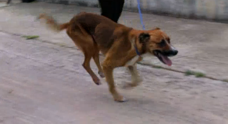 Screenshot 10 09 2013 12.09 Argo, il cane che cammina solo con le zampe anteriori ha trovato casa [Video]