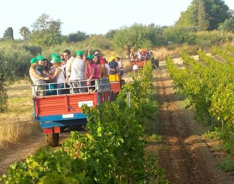 Tra le vigne dei soci di Cantine Settesoli