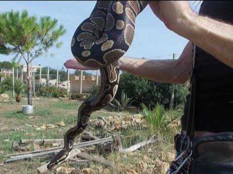 Trovato un pitone reale nel giardino di un'abitazione di Triscina, a Selinunte