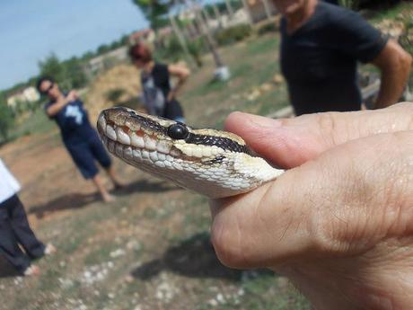 Trovato un pitone reale nel giardino di un'abitazione di Triscina, a Selinunte