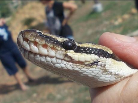 Trovato un pitone reale nel giardino di un'abitazione di Triscina, a Selinunte