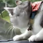 Usa, la gatta all’interno dell’auto lotta con il tergicristallo: il video