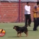 Argentina, cane sul secondo palo segna gol con il muso (video)