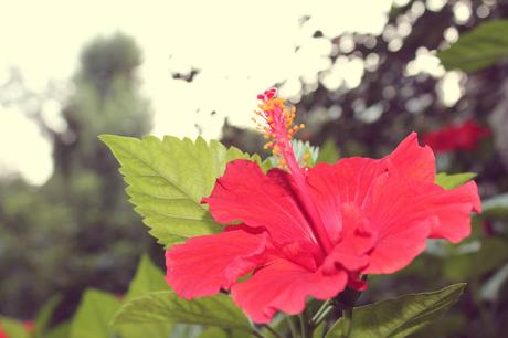 lovehandmade_barbara valentina grimaldi_outfit summer 2013_red flower