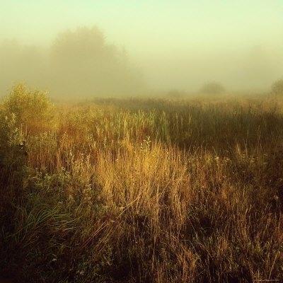 zauscinska-ewa-tall-grass-in-foggy-field